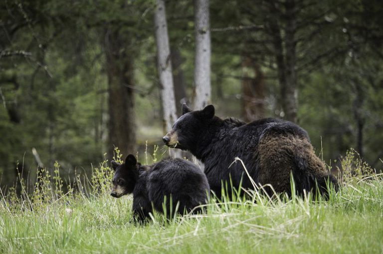 Wildlife Groups Hosting “B.C. Goes Wild” Weekend in Kimberley