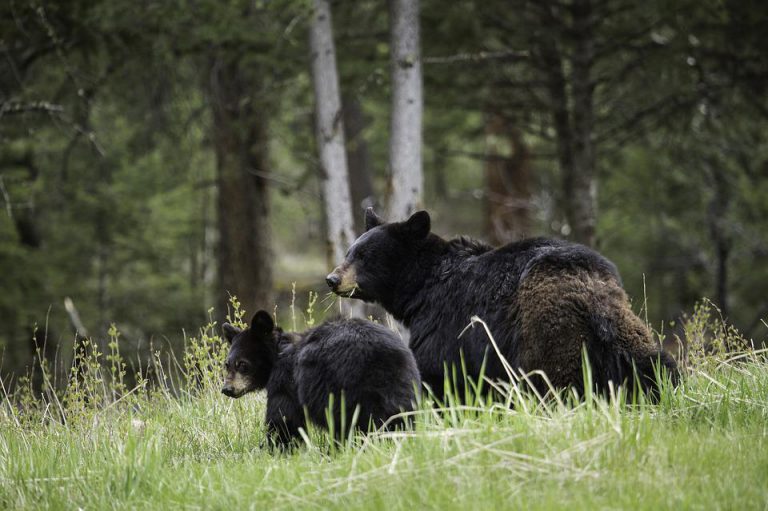 Several bear sightings and dog chases cub in James White Park