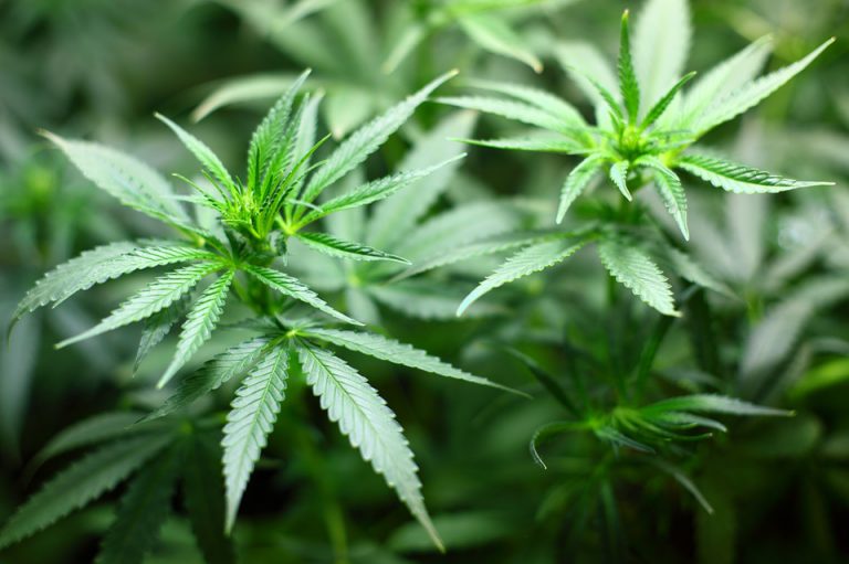Cannabis Legalization Enters Next Phase