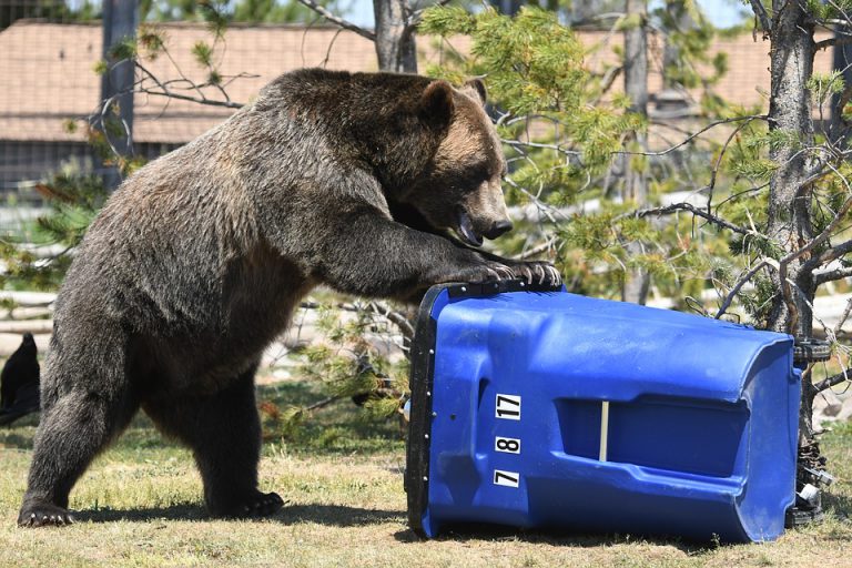 Trap laid in response to aggressive bear near Fernie school