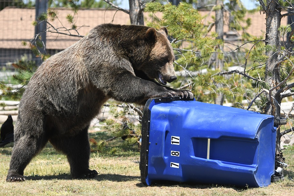 Fernie council approves tiered fines for wildlife attractants - My East ...