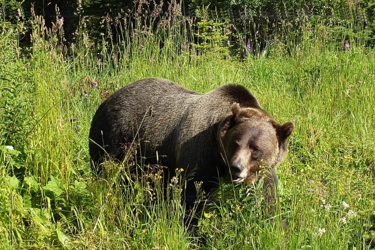 Fernie trail closed after grizzly bear attacks dog