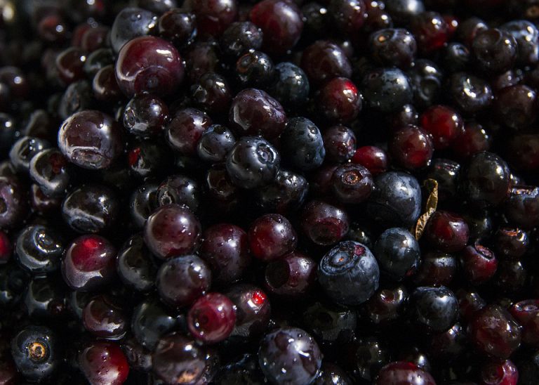Huckleberry Harvest Restricted to Protect Grizzly Habitat