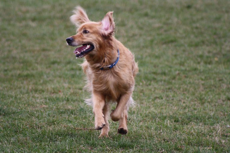 Sparwood Off-Leash Dog Park Begins Construction