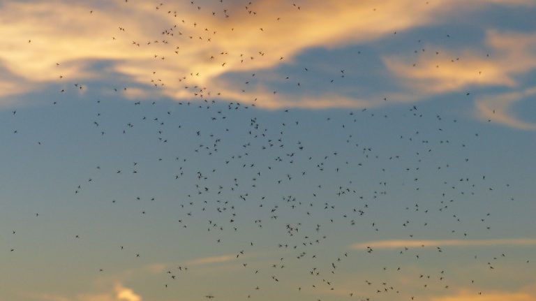 Increased mosquito potential after high water