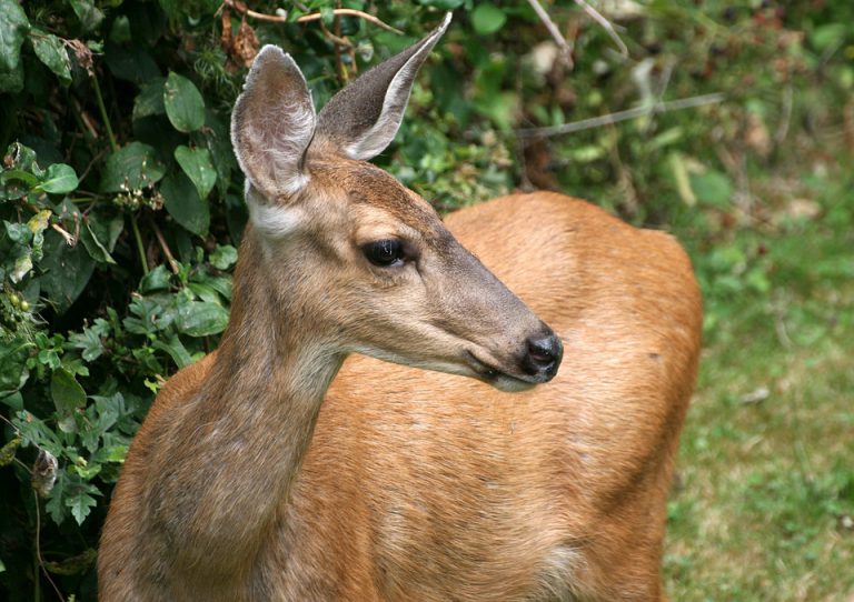 B.C. Government Providing Funds for Urban Deer Control