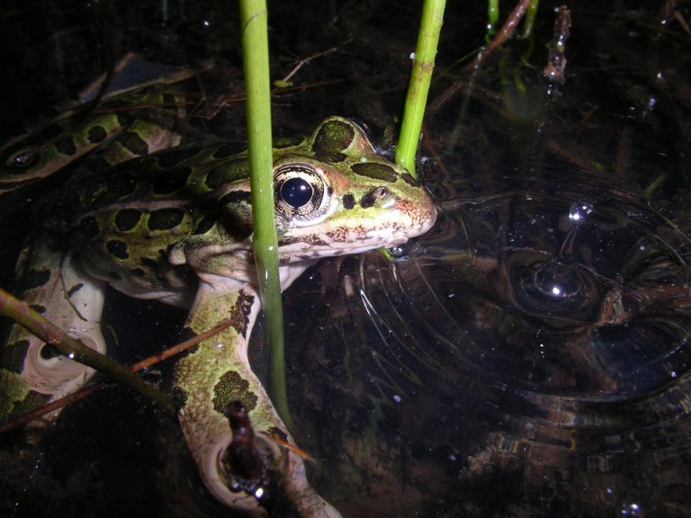 Federal Grants Going to Local Wildlife Conservation