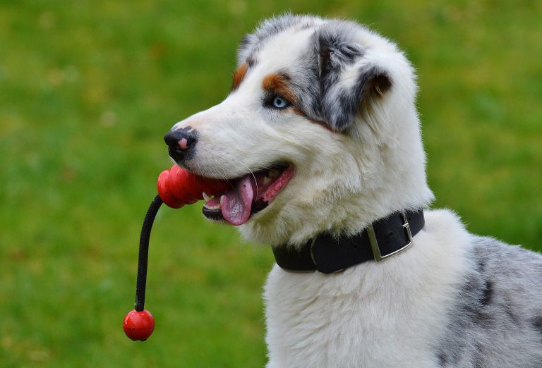 Sparwood Opens its New Off-Leash Dog Park