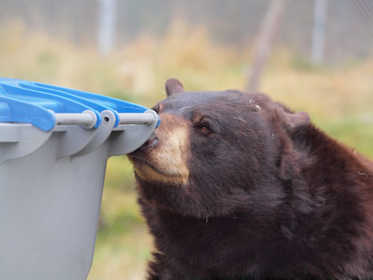 Food conditioned black bear spotted in Marysville