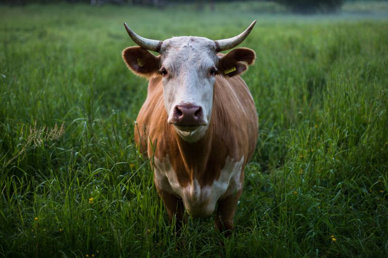 FortisBC to give $15,000 to the Kootenay Livestock Association