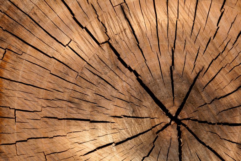 Mitigation logging takes place in Meadowbrook area
