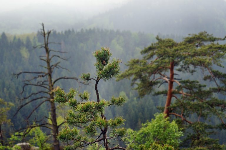 B.C. defers logging within 2.6 million hectares of old-growth forest