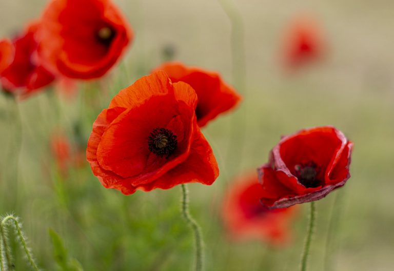 Remembrance Day Ceremonies to Take Place Across the Region Monday