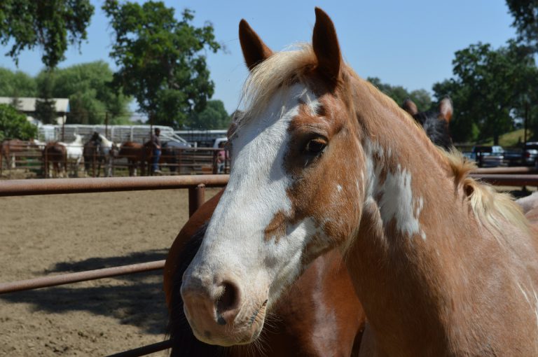 Ticket sales start for 34th annual Cranbrook Pro Rodeo