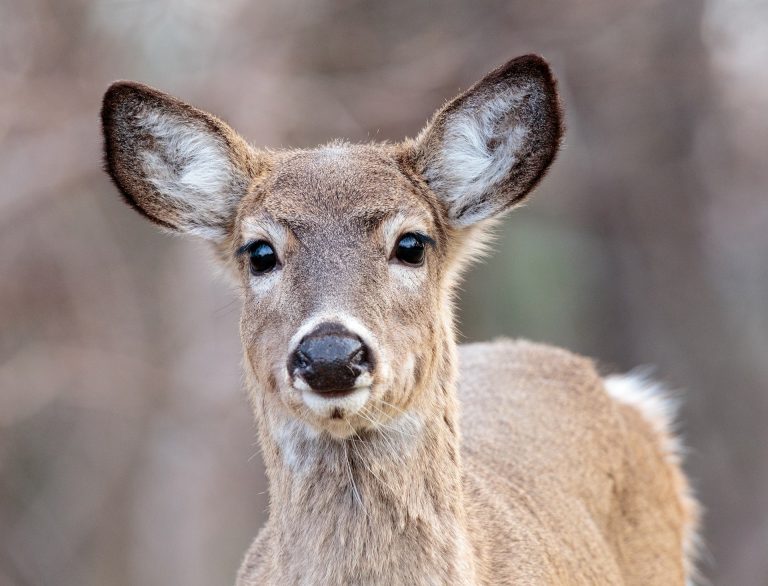 B.C. government to harvest and test deer for chronic wasting disease