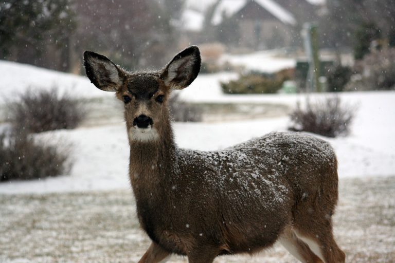 Cranbrook residents reminded not to feed wildlife