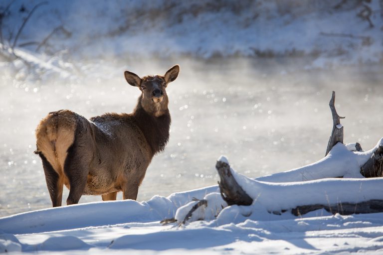 City Council votes to protect elk calving habitat within Kimberley