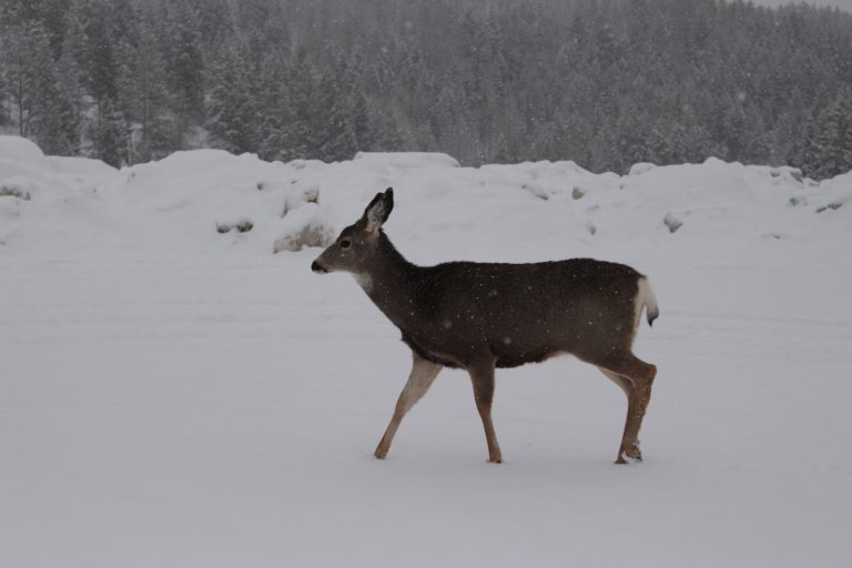 Fourth case of chronic wasting disease found south of Cranbrook