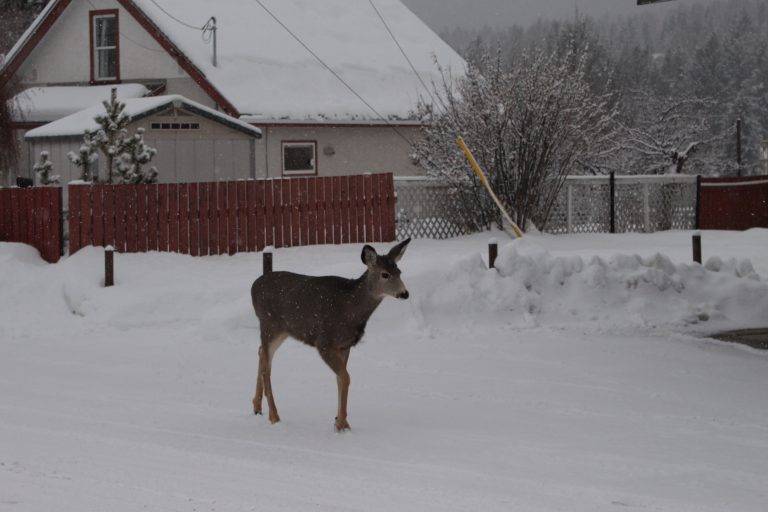 B.C. to begin testing Cranbrook and Kimberley urban deer for CWD