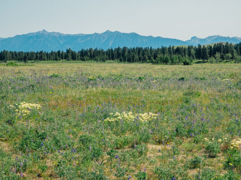 RDEK developing additional camping at Wycliffe Regional Park