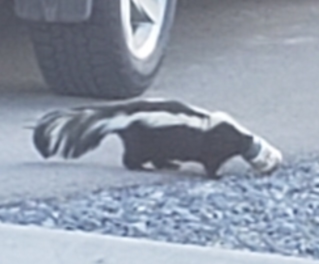 Cranbrook Citizens Save Stuck Skunk