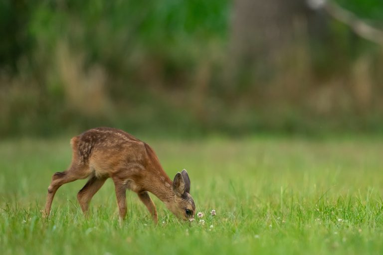 Wildsafe asks public to leave fawns alone