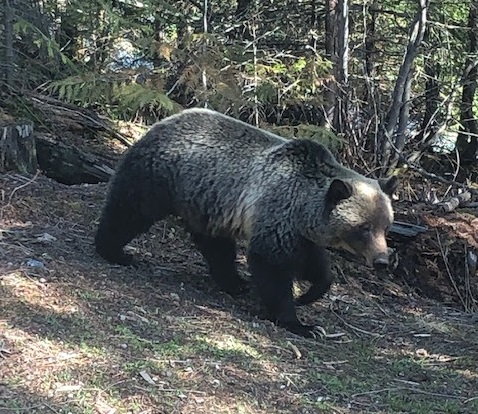 Bear sighting at Fernie Alpine Resort