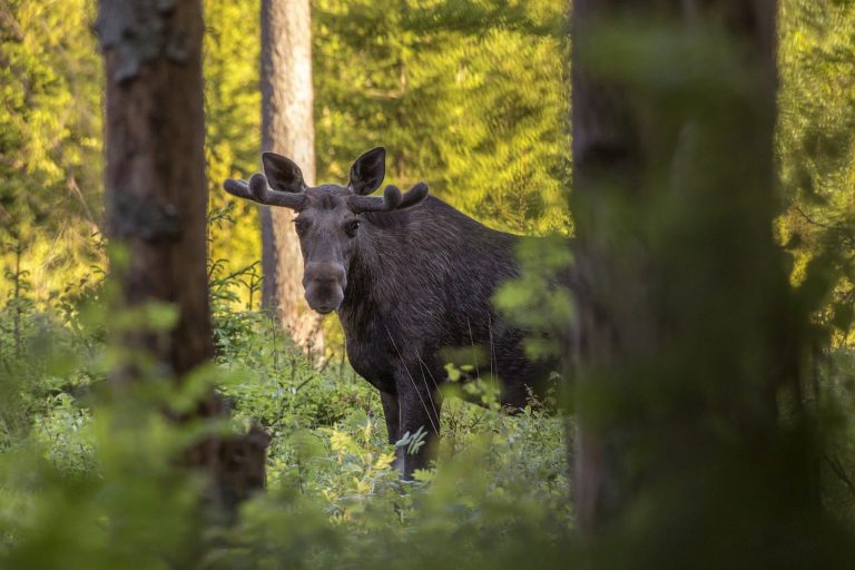 Aggressive moose with calf reported in Fernie’s James White Park