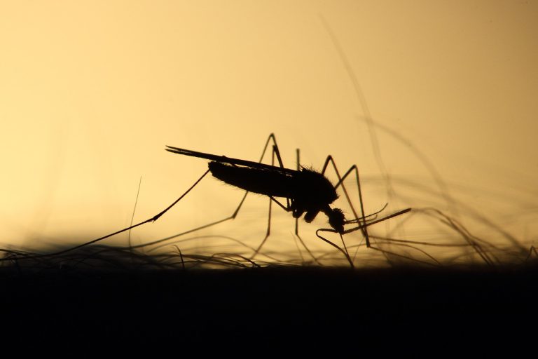 District of Sparwood begins mosquito control program