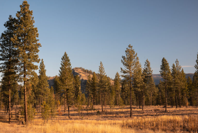 Nature Conservancy plans ecosystem burn for Kootenay River Ranch