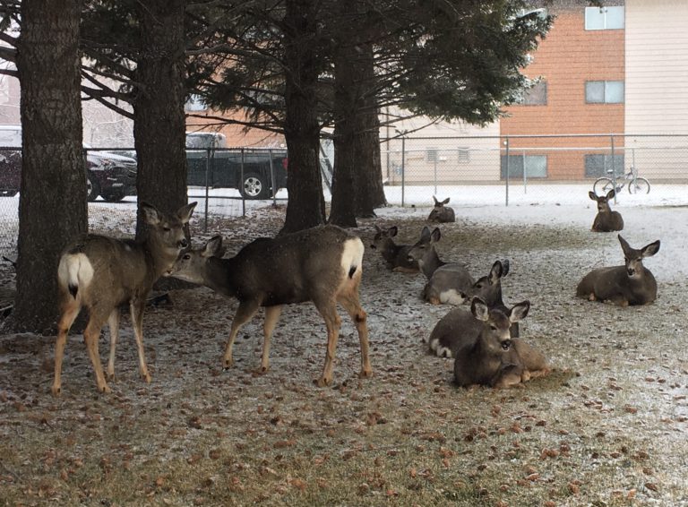 CWD open house coming to Cranbrook