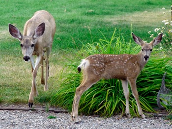 Kimberley residents asked to contact province for deer complaints