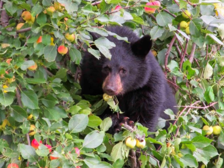 Bear activity increases in Sparwood