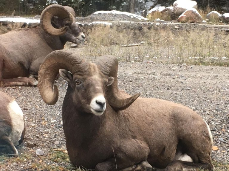 Bighorn Sheep Mortality Concerns in Radium