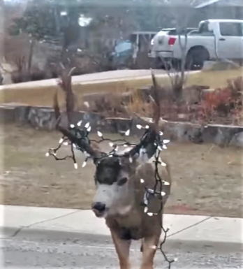 Conservation officers rescue deer tangled in Christmas lights