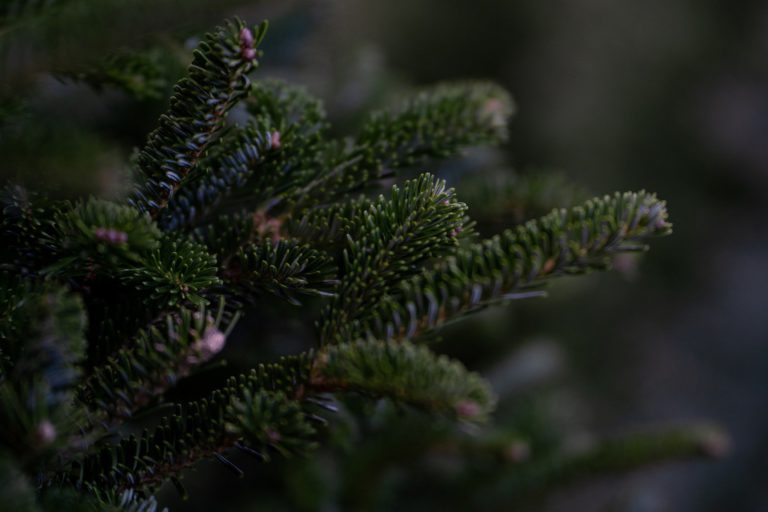 Christmas tree pickup to go through Sparwood