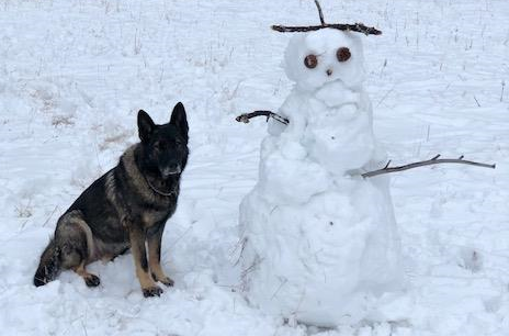 Kootenay dog rescue cheap