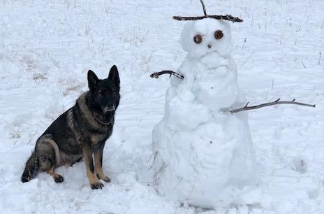 Cranbrook RCMP and police dog rescue stranded quadder