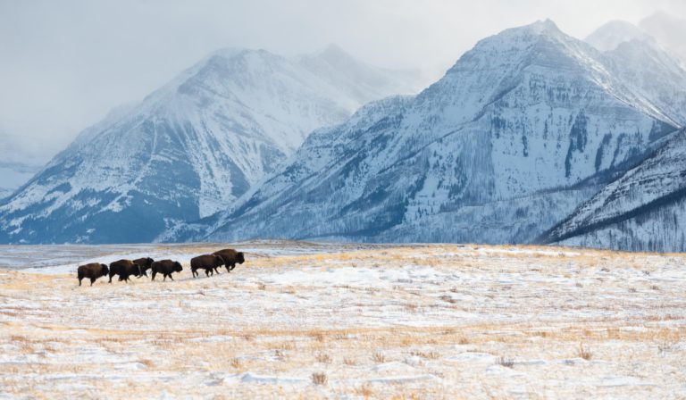 Plains bison herd returns to Waterton Lakes National Park
