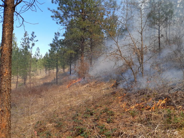 Wildfire reported near Ta Ta Creek