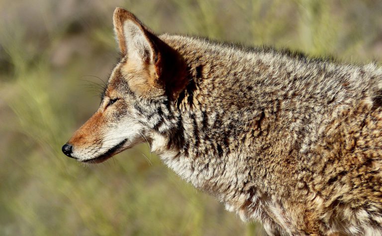 Coyotes attacking cats in Kimberley