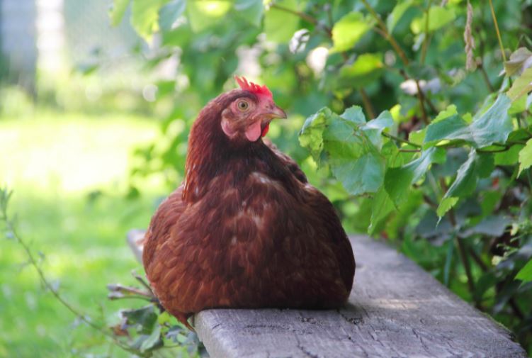 Sparwood considers allowing backyard chickens