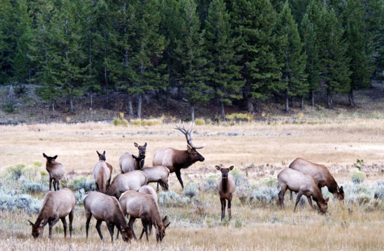 Animal crossing with city folk – researchers tracking wildlife to improve Highway 3 safety