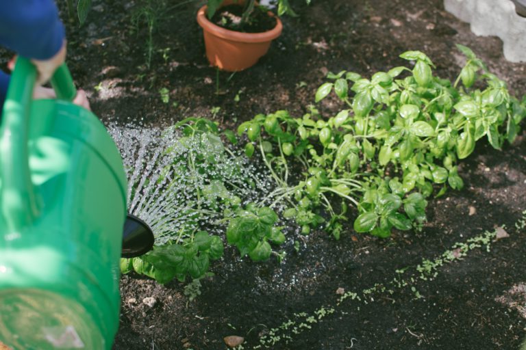 Kimberley gives green thumbs up to new community garden