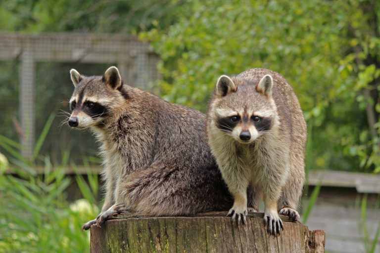 Raccoon reports rising in Kimberley