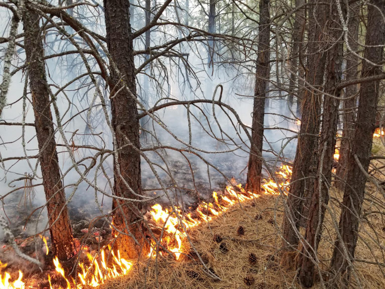 Wildfire breaks out south of Cranbrook