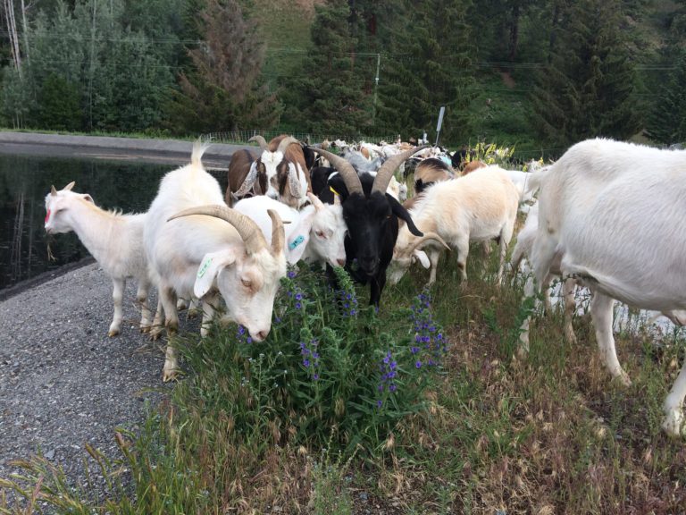 Goats to return to Idlewild Park