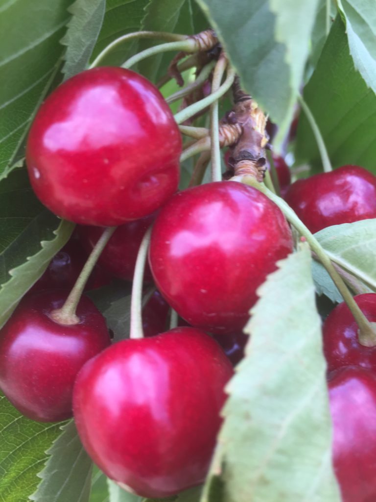 Creston Valley Cherry Crop 2021