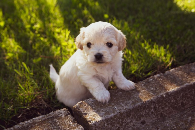 “Pandemic puppies” may lead to longer wait times for vet care