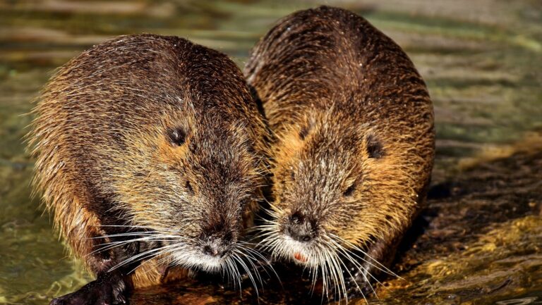 Fernie battles beavers
